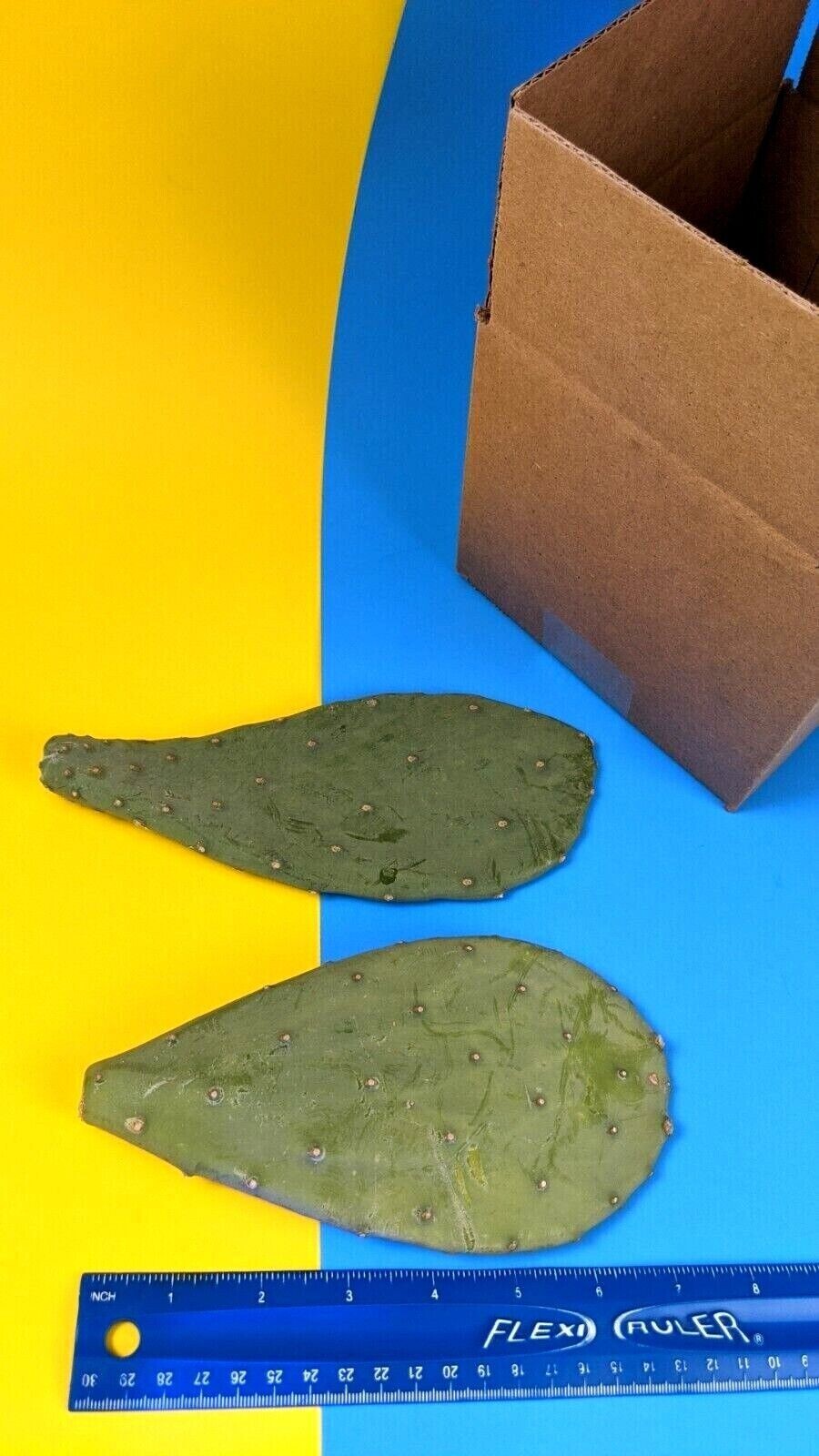 3 Spineless Prickly Pear Opuntia Cactus Pads 5+ Inches each From Arizona