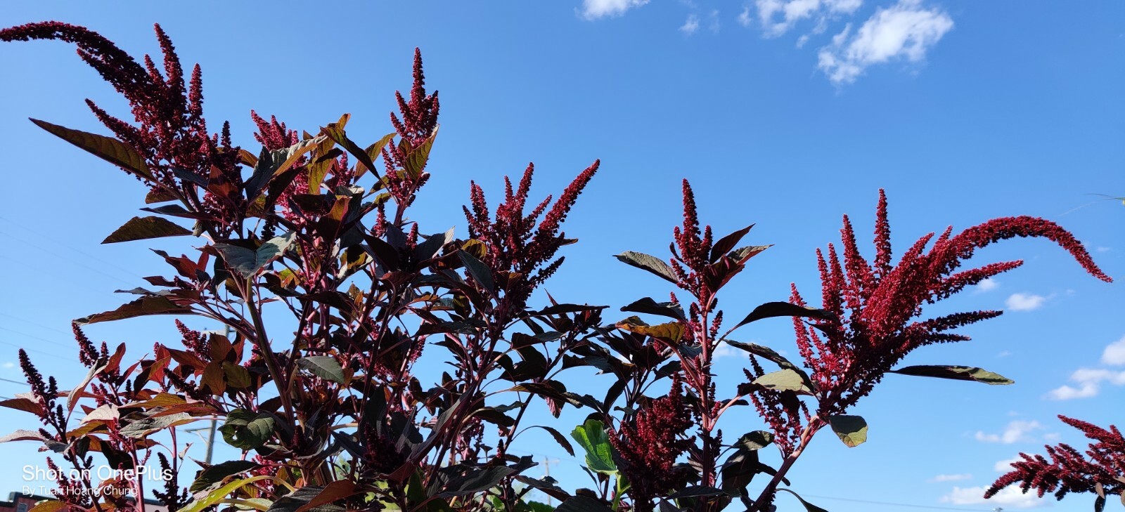1000+ Red Amaranth Edible Herb Seeds / Rau Dền Đỏ for 2024 season . US seller