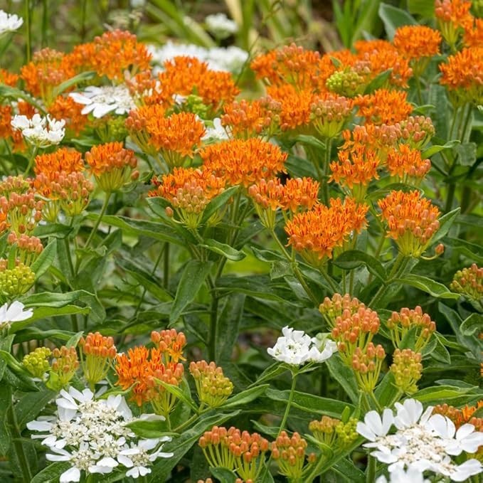 Seeds: Butterfly Weed