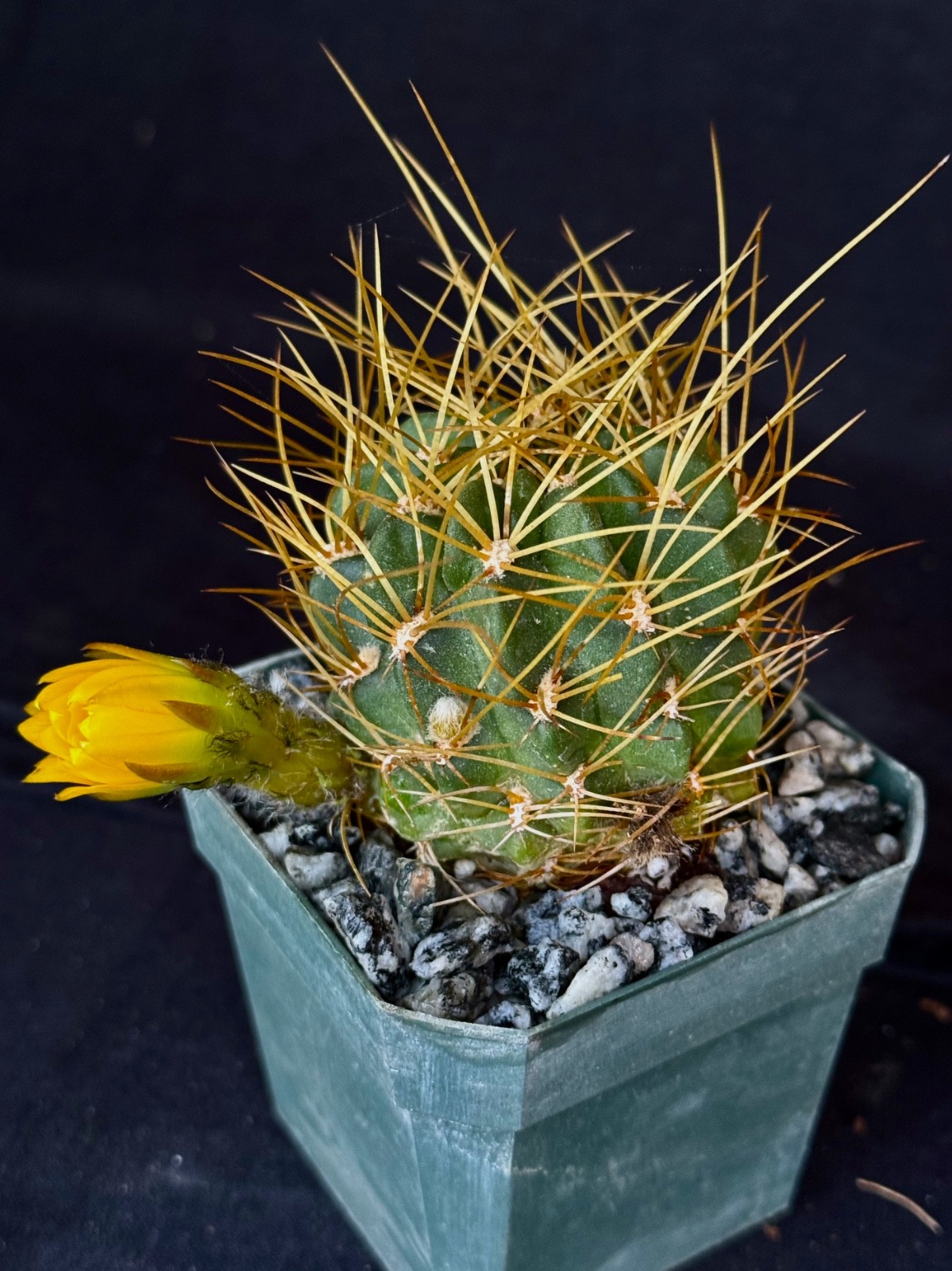 Lobivia maximiliana v.charazanensis, cactus plant