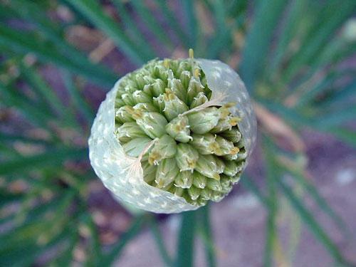 Allium fistulosum | Japanese Bunching or Welsh Onion | 5 Seeds