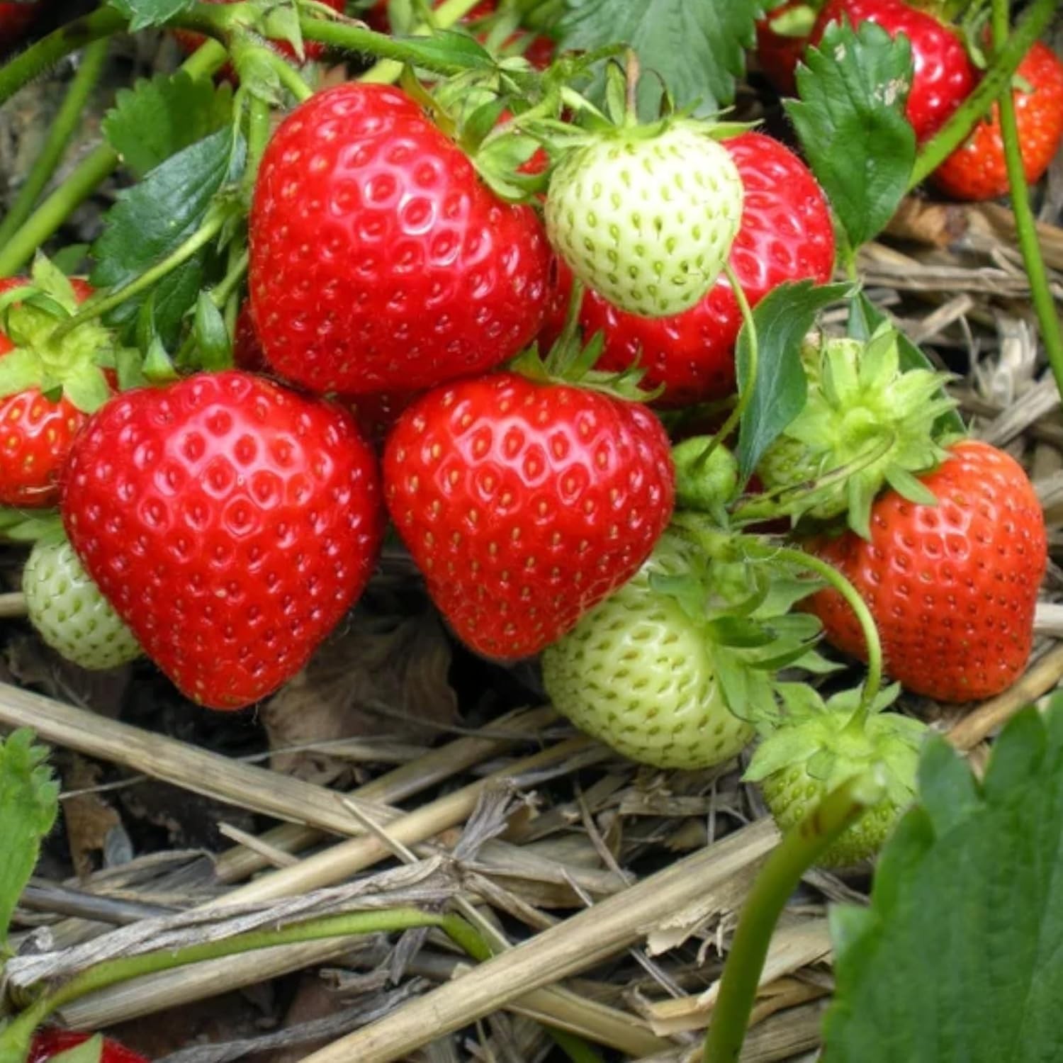 Hardy 200pcs Cream Strawberry Seeds – Fall & Spring Planting Perennial Herb