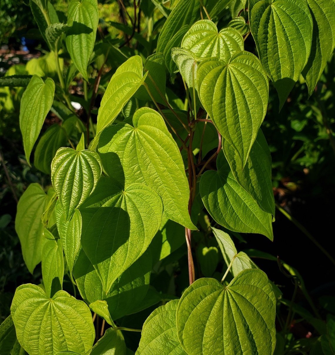 Live Bare Root Assortment Of 40 Wild Native Plant & Wildflowers For Transplant