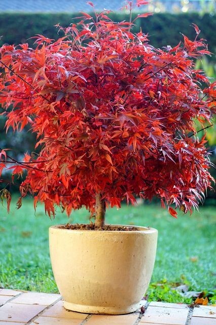 Shaina Dwarf Japanese Maple Tree – Live Plant – ( 2.5 QT )