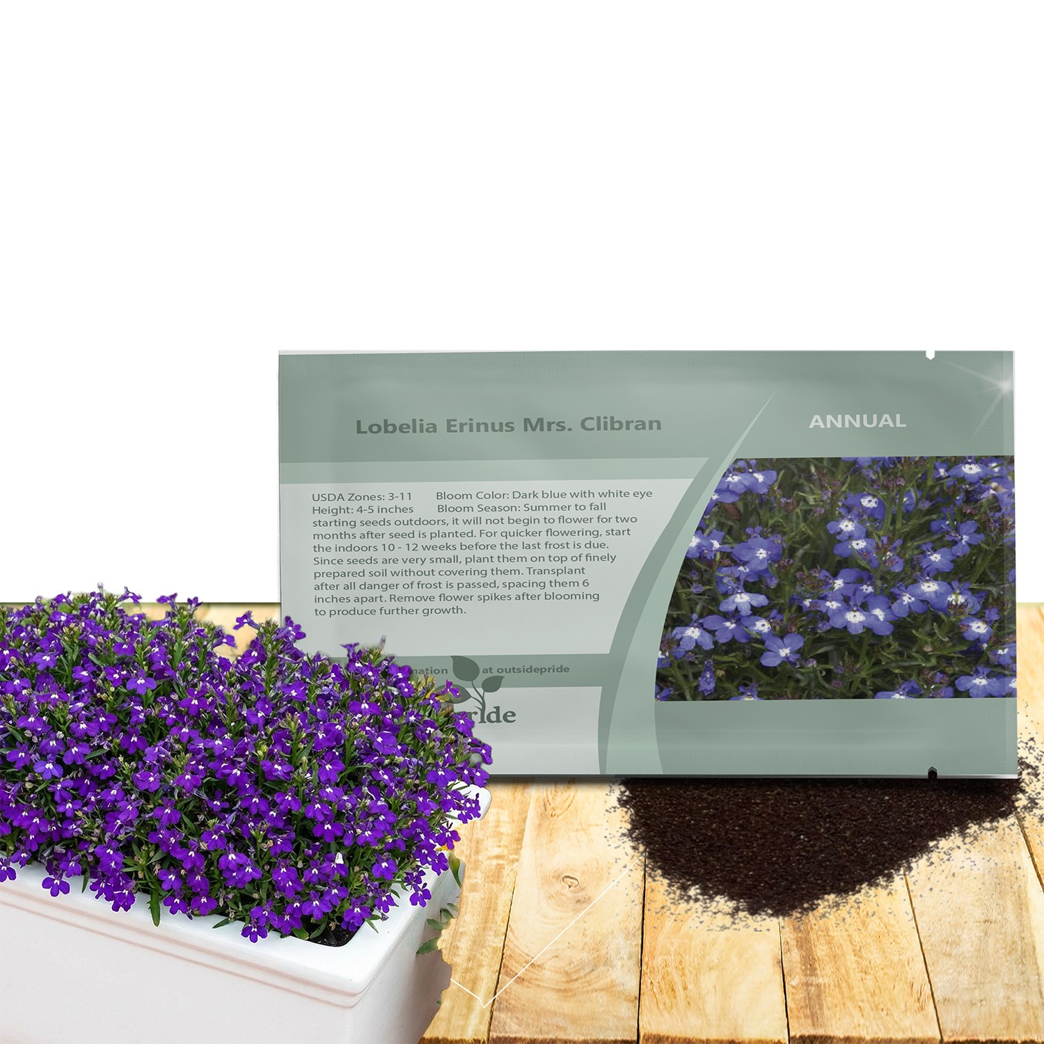 10000 Seeds Lobelia Seeds – Mrs Clibran Lobelia Ground Cover Seed