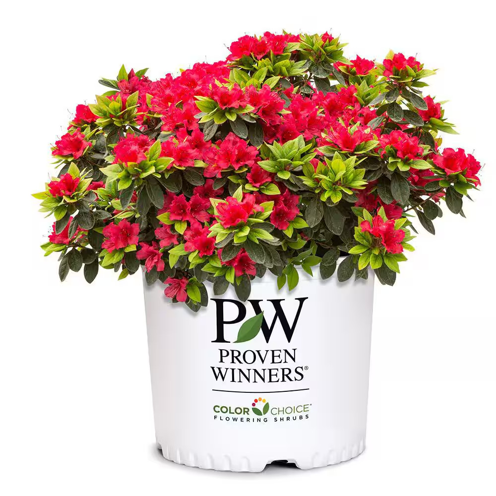 Azalea Shrub Easy Care Low Maintenance Perennial 2 Gal with Red Flowers