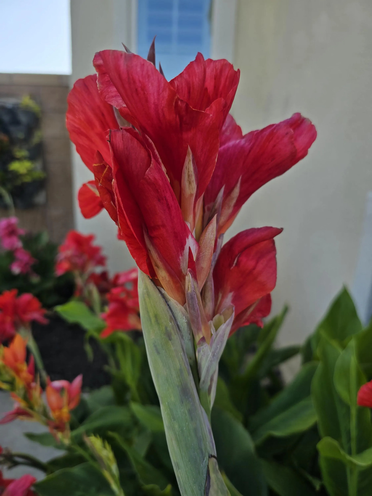 Red Canna Lily ‘President’ Rhizomes – Striking Tropical Blooms – 4-Rhizomes