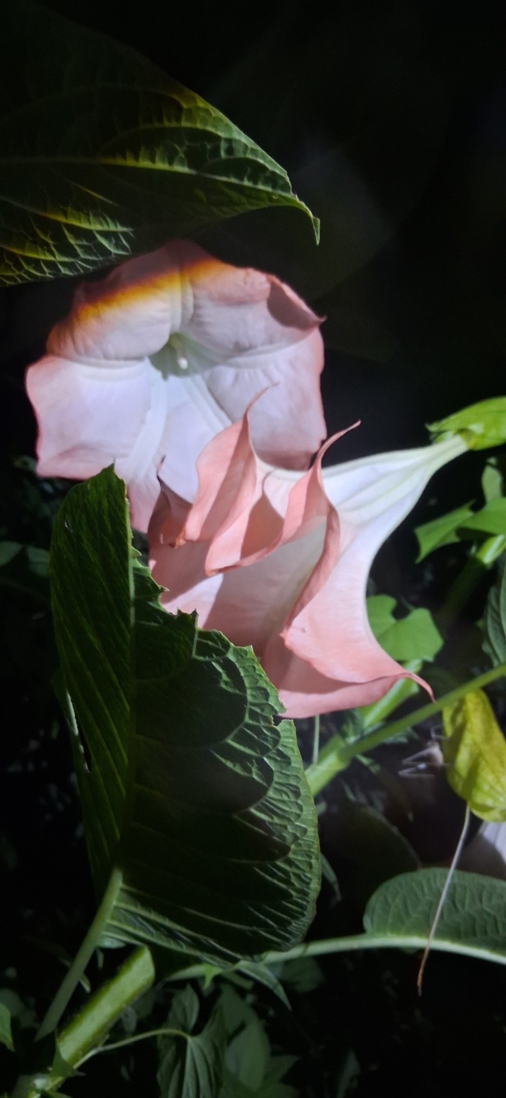 5 count Angel Trumpet Cuttings Brugmansia huge blooms, incredible scent easy