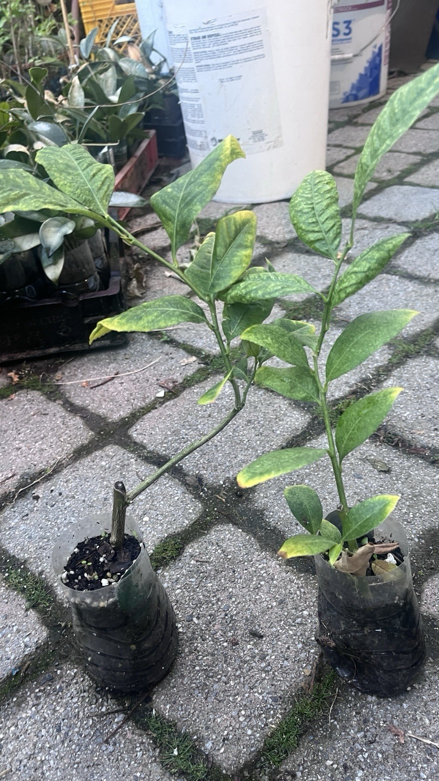 Assam lemon plant (Kaji Nemu), rooted, shipped in container with soil