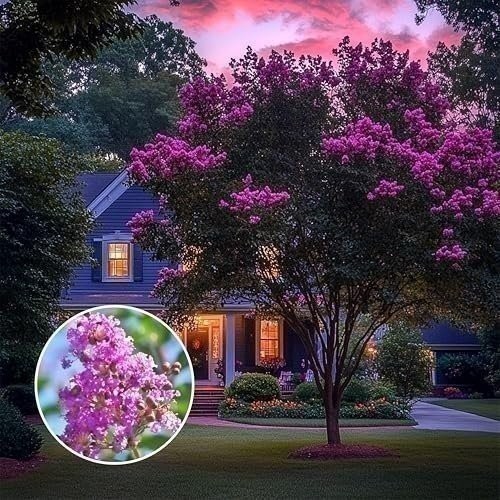 Crape Myrtle Twilight | 3 Gallon | Lagerstroemia indica | Summer Blooms