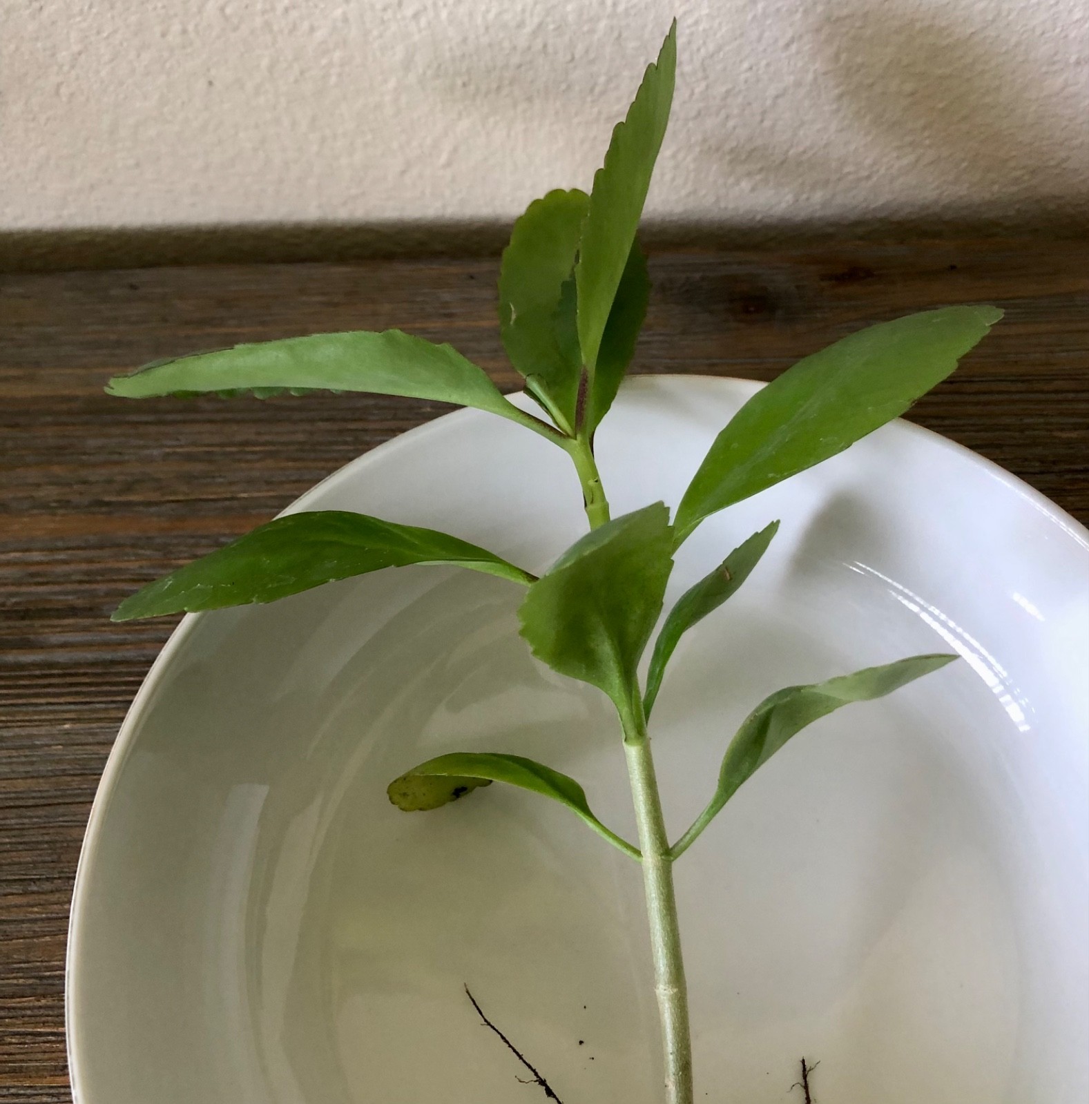 Wonder of the world plant ( Kalanchoe Pinnata ) miracle leaf
