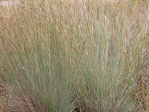 500+ Little Bluestem Seeds American Native Grass, Bunch Grass, Beard Grass