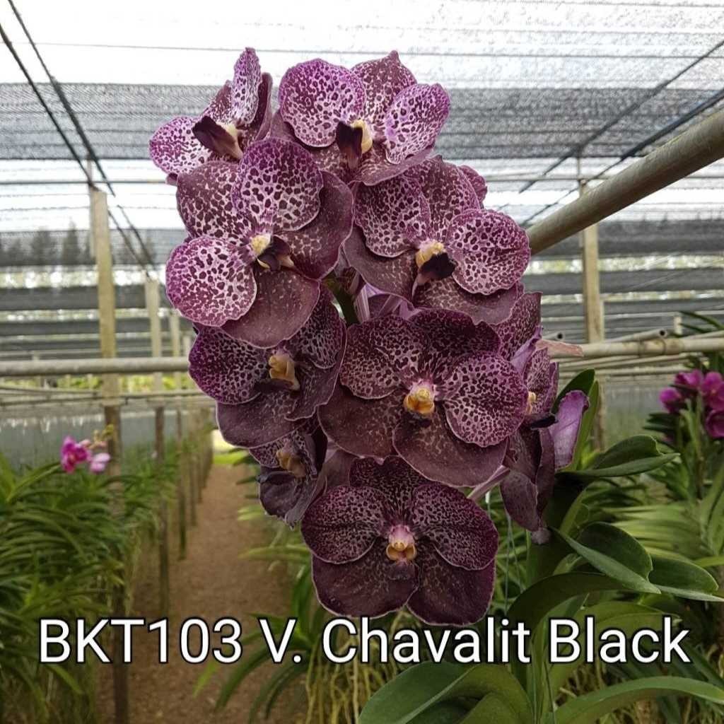 Vanda Orchid – Chavalit Black