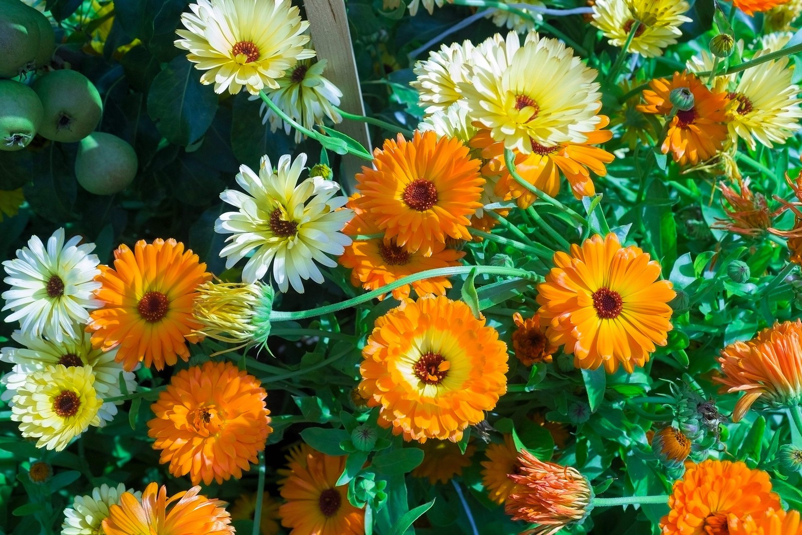 500 Mixed Colors FANCY MIX Pot MARIGOLD Calendula Officinalis Flower Seeds
