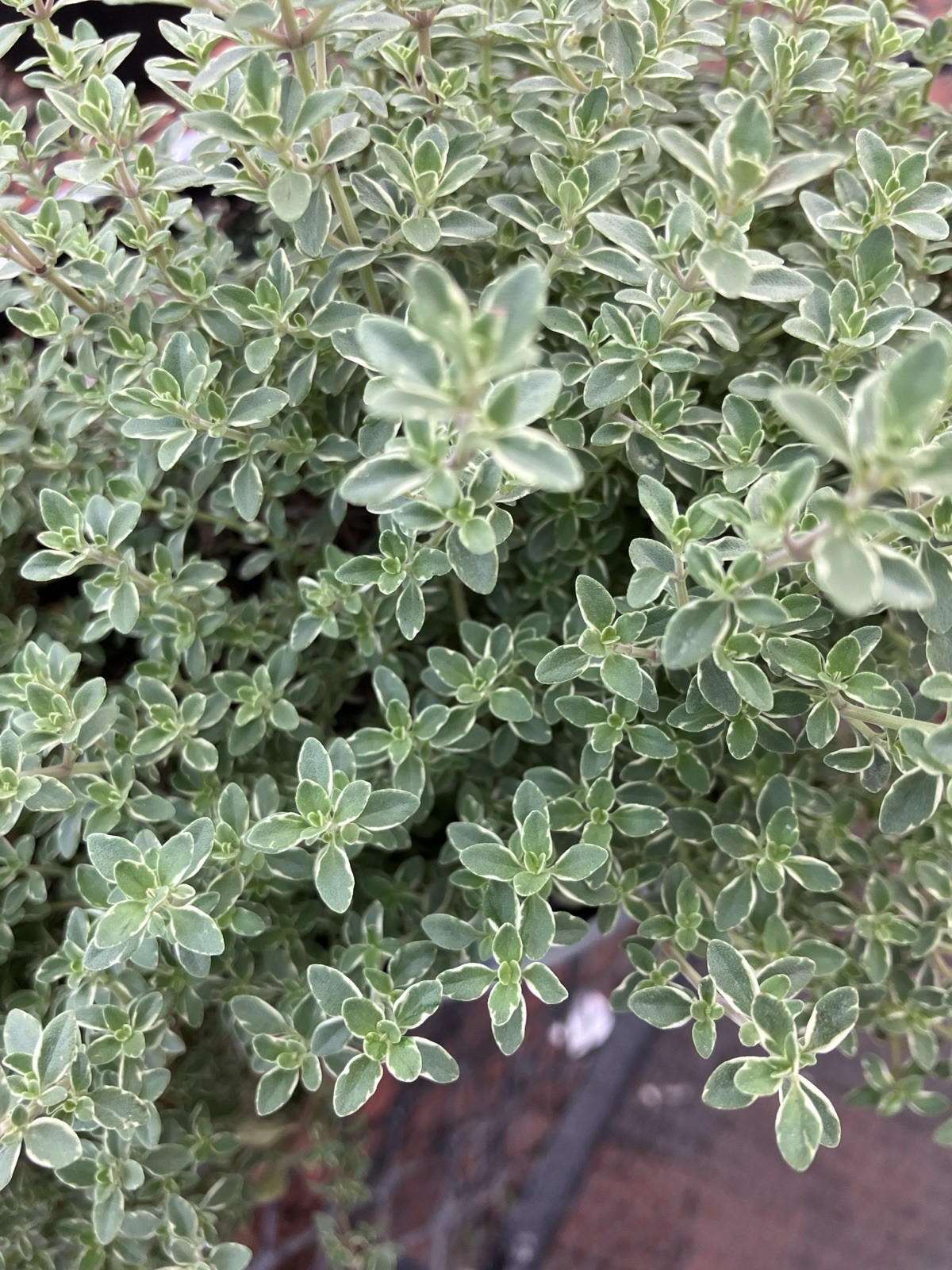 Two Silver Edge Thyme Plants 1Pt.