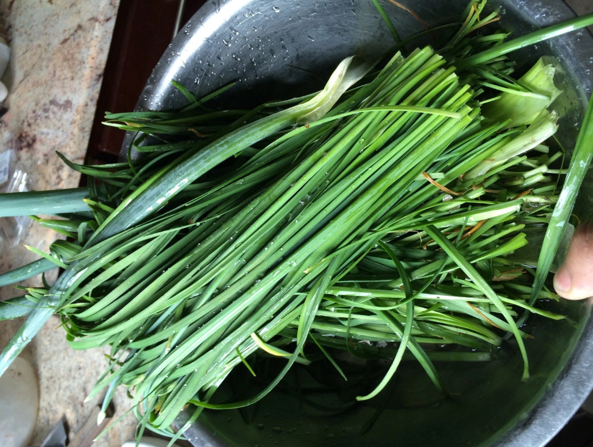 1 Set of 3 Live Chinese Garlic Chive Roots – Allium tuberosum – Ready to Plant
