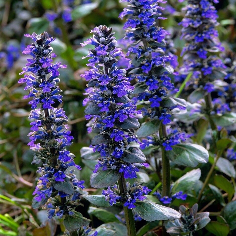 Ajuga Catlin’s Giant 25 Plants in 3-1/2 inch Pots