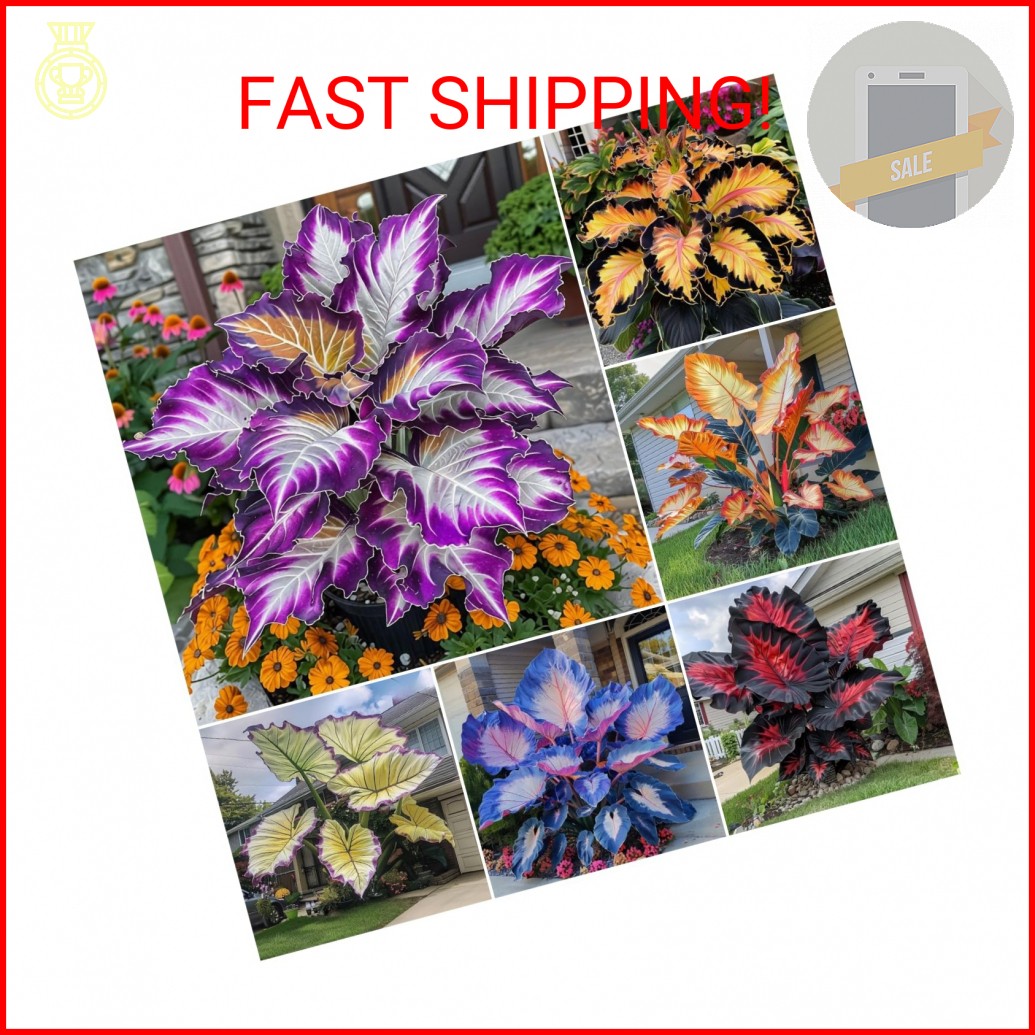 310+ Mixed Color Hosta Seeds for Planting Outdoors – Perennial Shade-Tolerant Fo