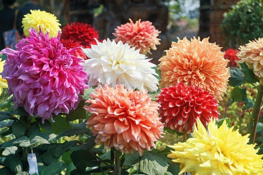 Mixed Color Giant Dahlia Flower Bulbs – Grow Assorted Colors of Dahlia