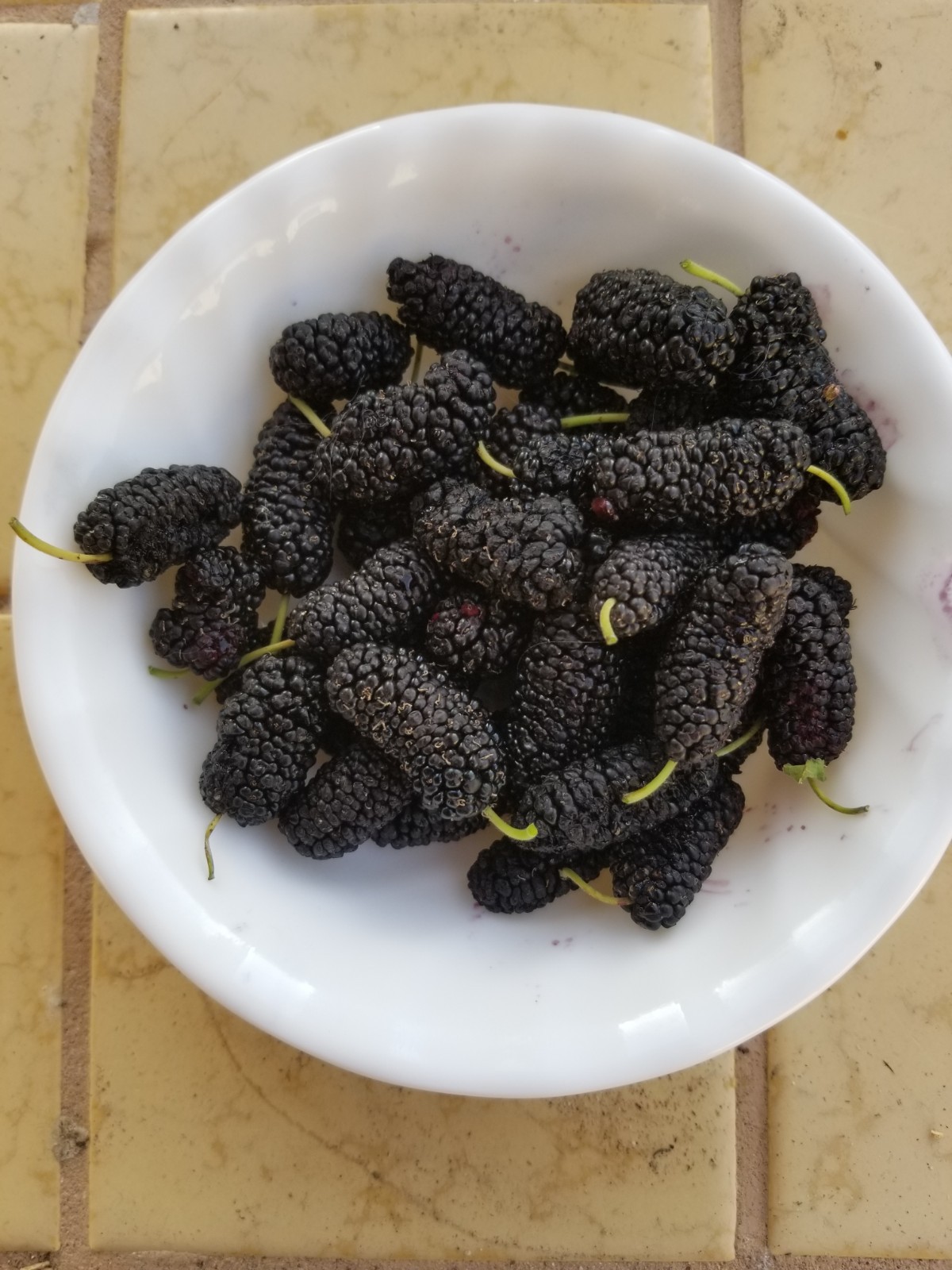 12 fresh cuttings / Scions of Shangri La Mulberry tree for rooting or grafting