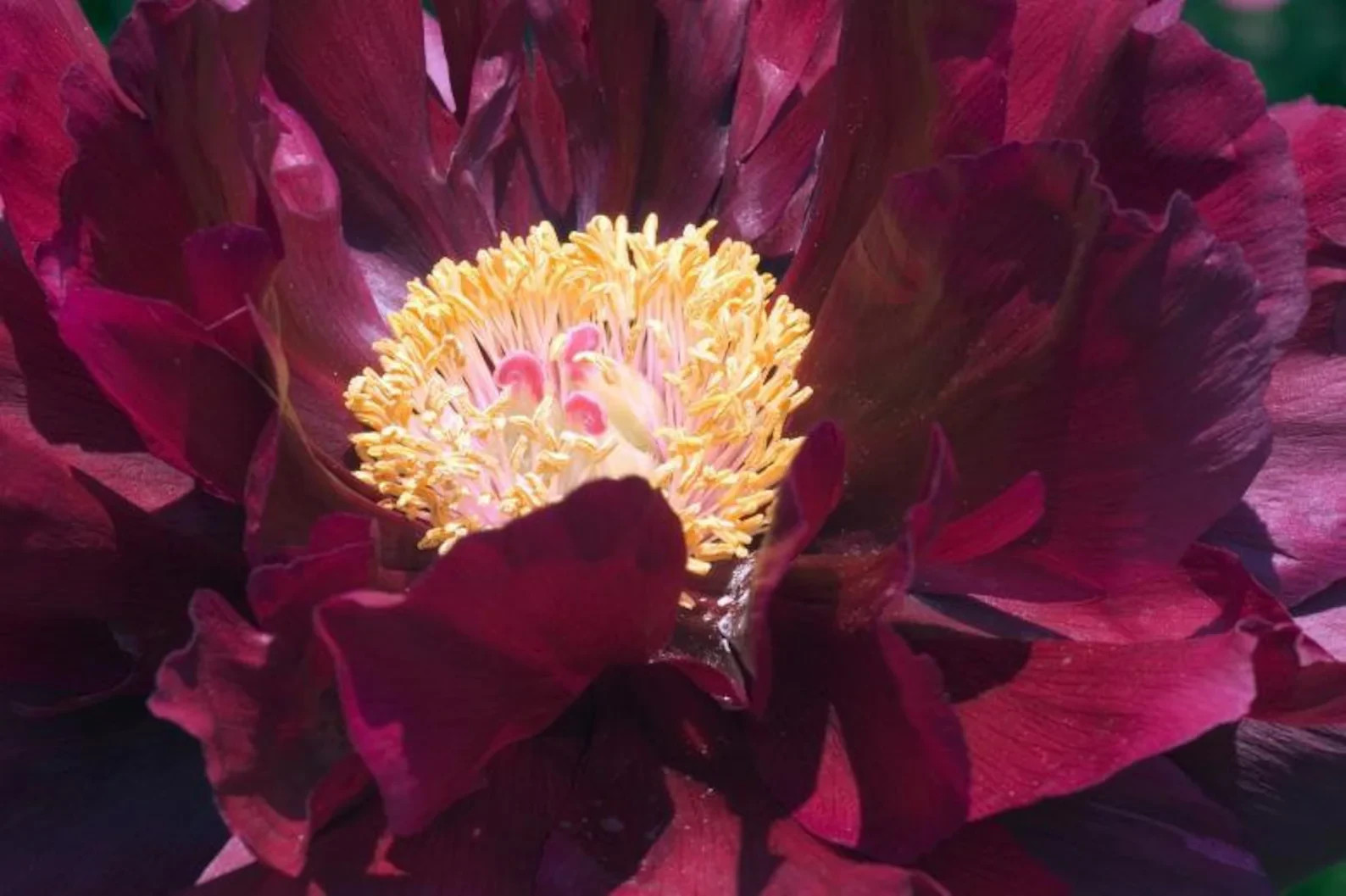 Black Beauty Red Flowering Peony Bare Root 2-3 eye FREE SHIPPING USA farm