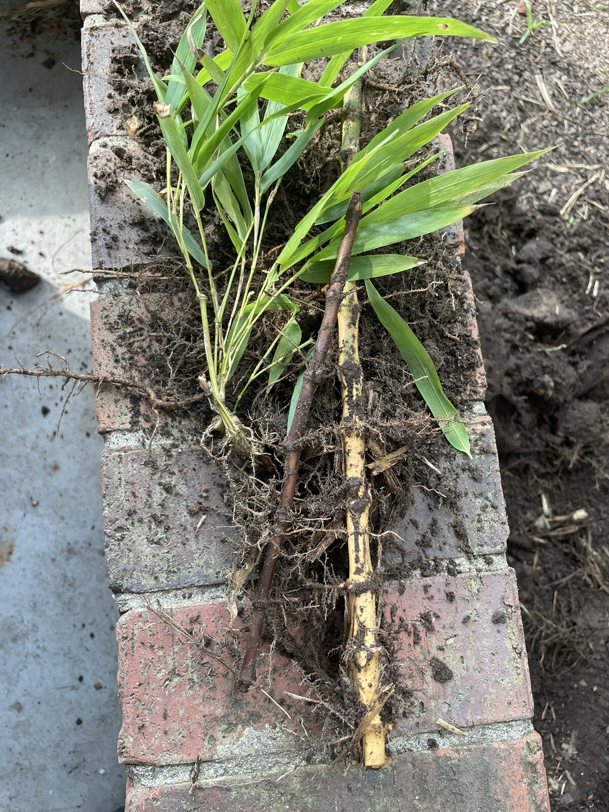 2 Black Timber Bamboo Authentic Phyllostachys Nigra Live Bare Root Plant Rhizome