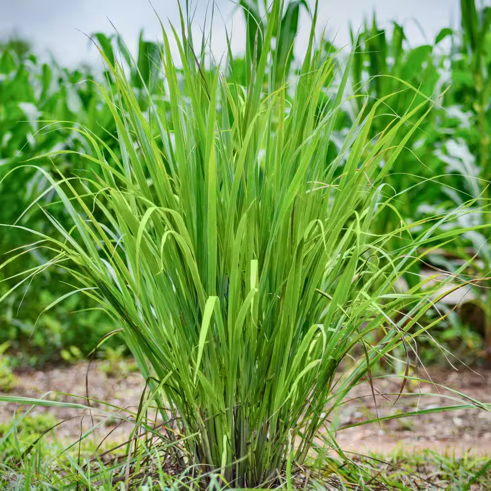 1 Gal. Lemongrass Plant