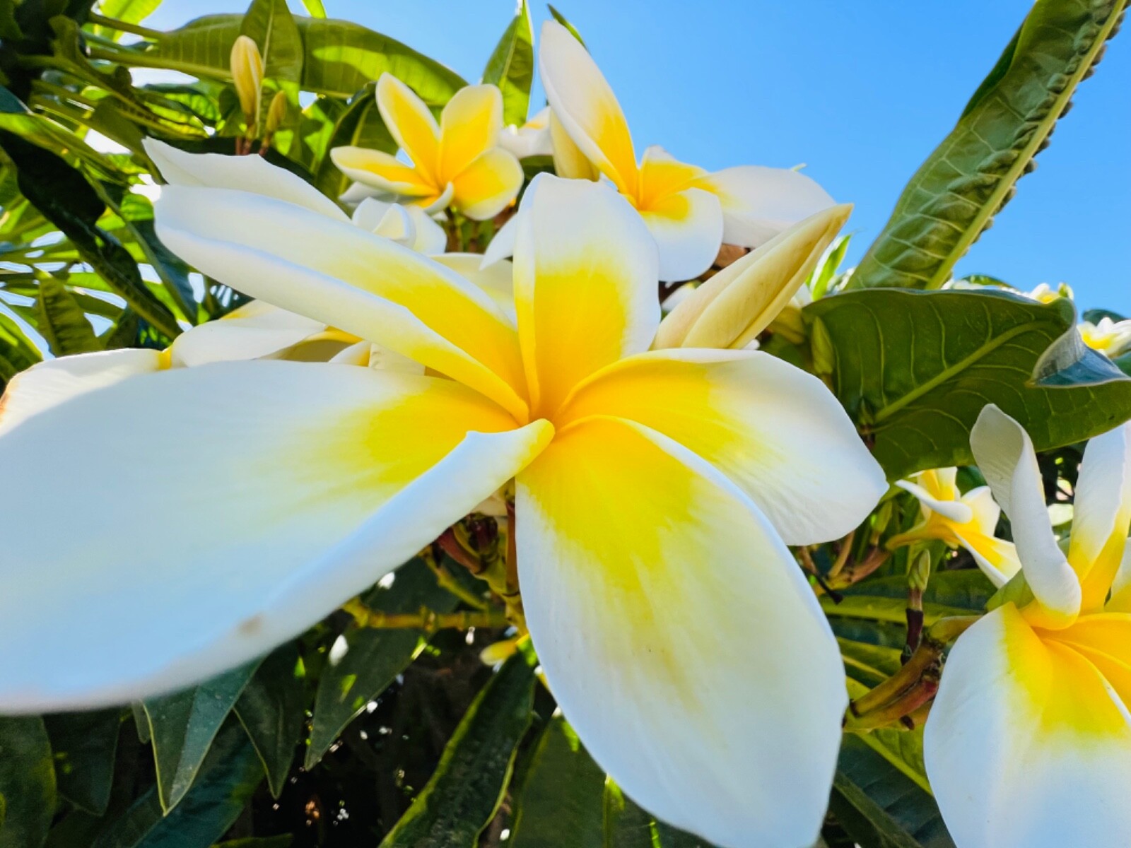 Yellow & white plumeria cutting (2 cutting 8″-12″) ( amazing fragrance)