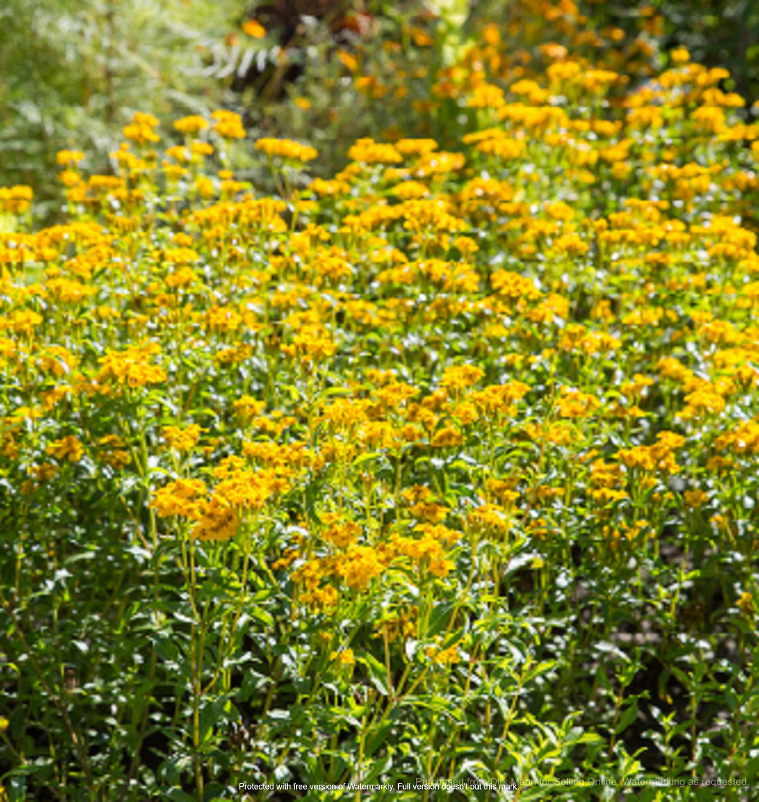 Mexican Mint Marigold Seeds 100+ (Tagetes Lucida)  Medicinal Herb Spice & Flower