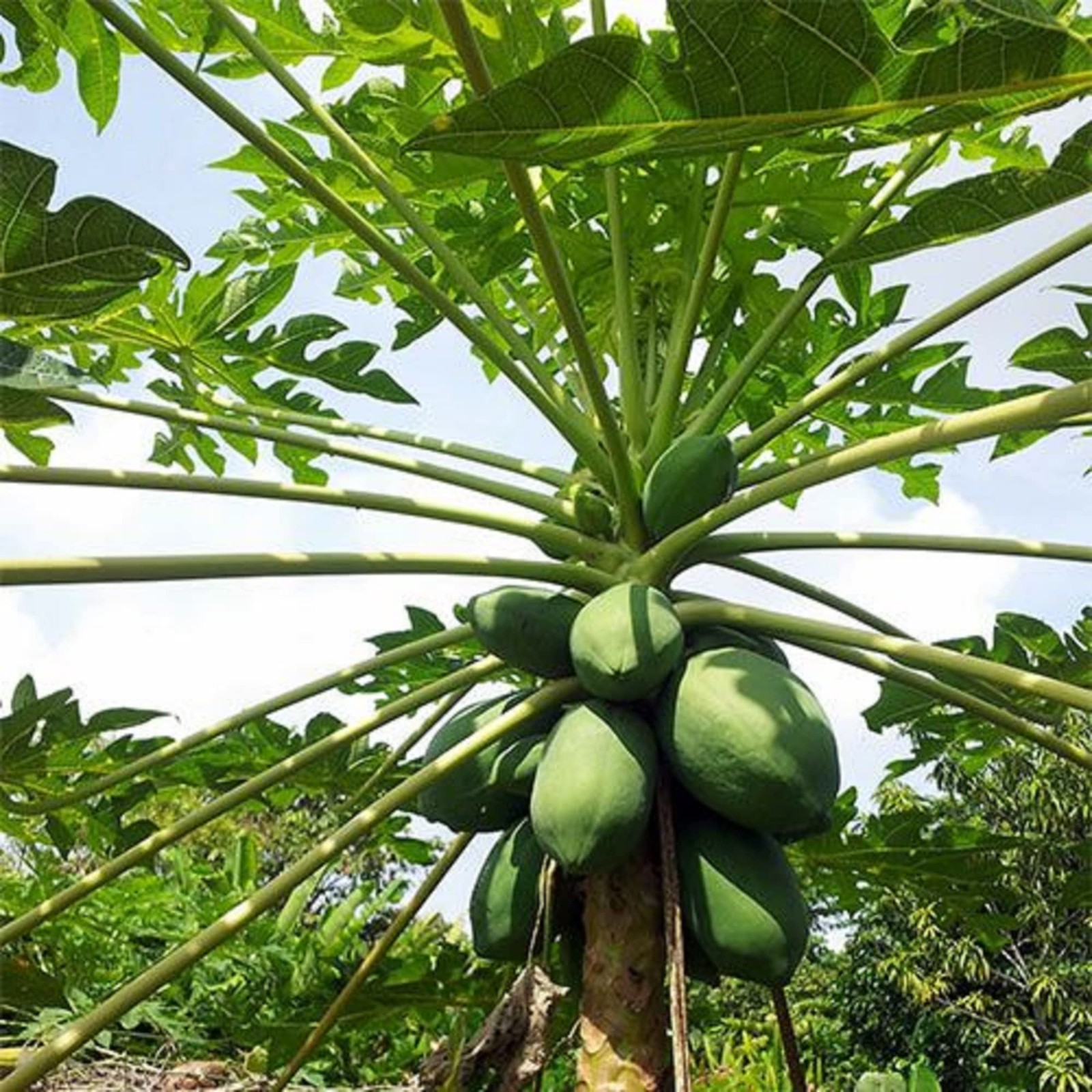 Dwarf Papaya 20 Seeds Sweet Fruit Tree Gardening Grows in Just Weeks Low-Main…
