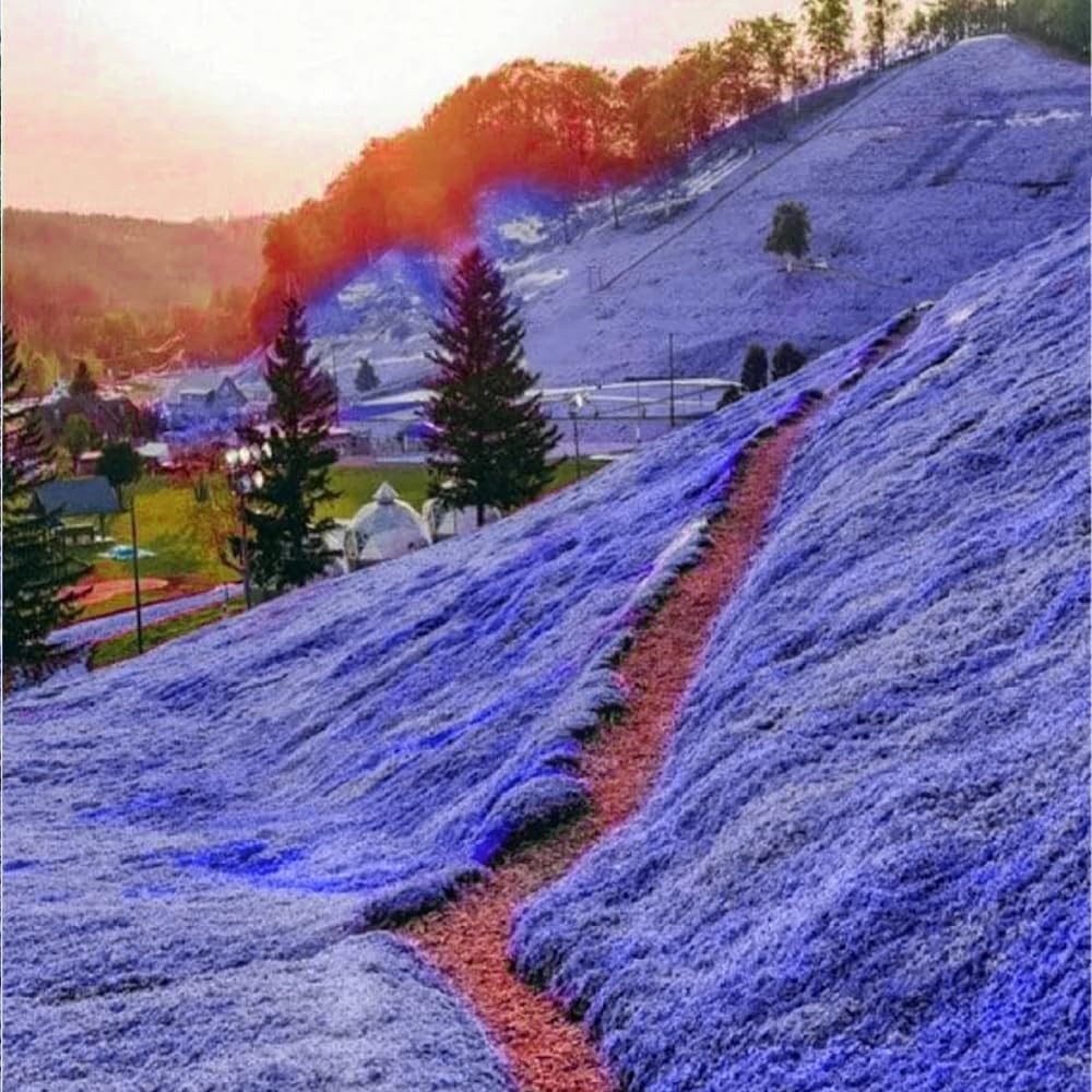 22000+ Blue Creeping Thyme Seeds for Planting Red, Blue, Yellow, white, pink.