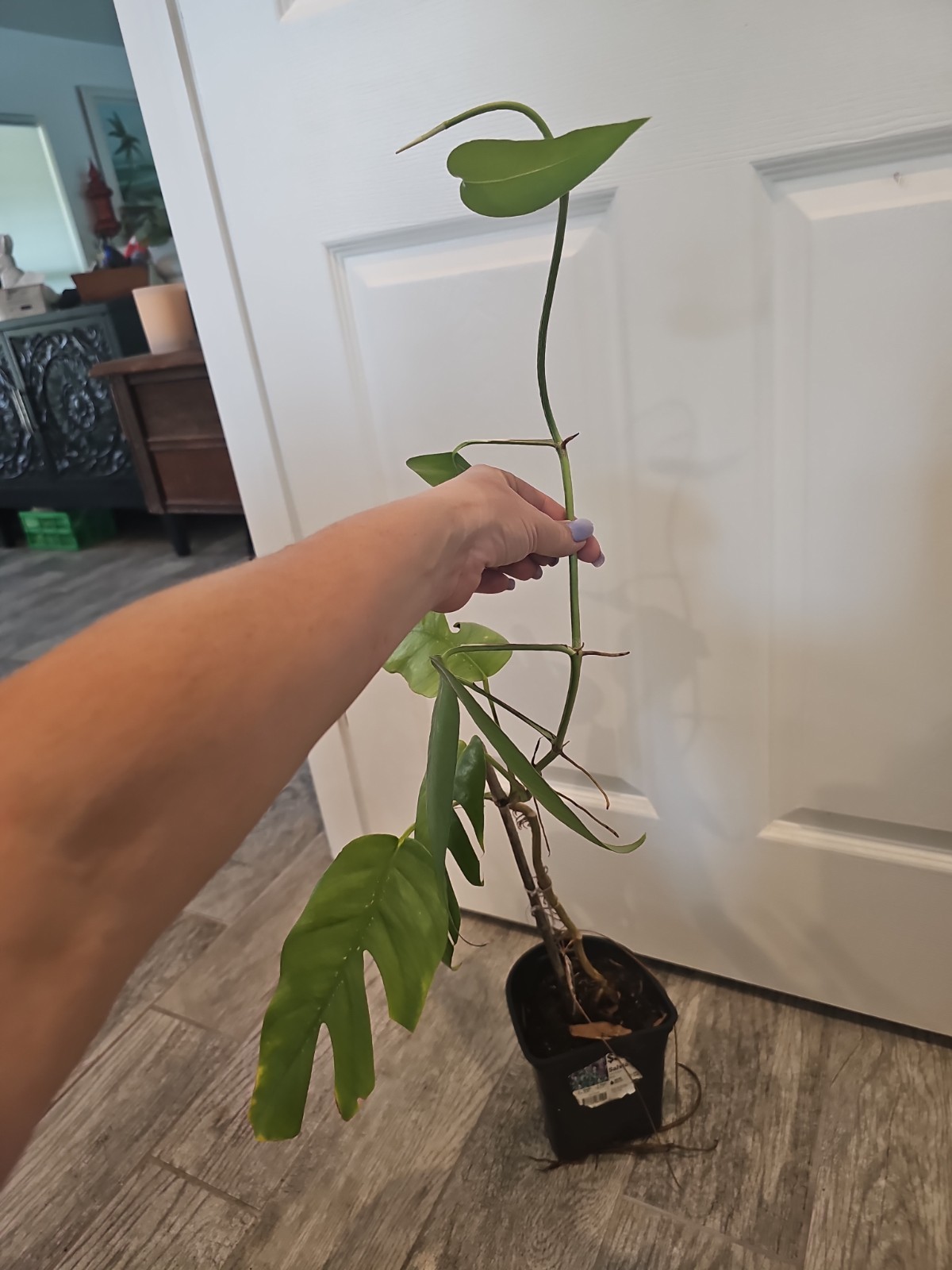 Mature Cebu Blue Pothos Epipremnum Pinnatum Rooted Top Cutting Fenestrated