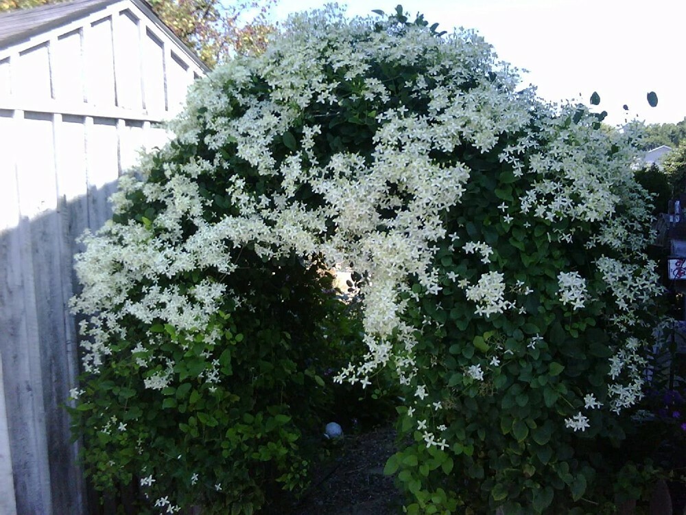 Clematis Paniculata Sweet Autumn Clematis Vine Live Plant Fragrant 2.5″ Pot