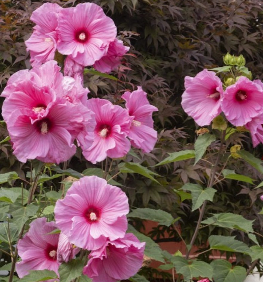 35+ Swamp Rose Mallow Hibiscus Seeds **Fresh Seeds** ~~Free Shipping~~
