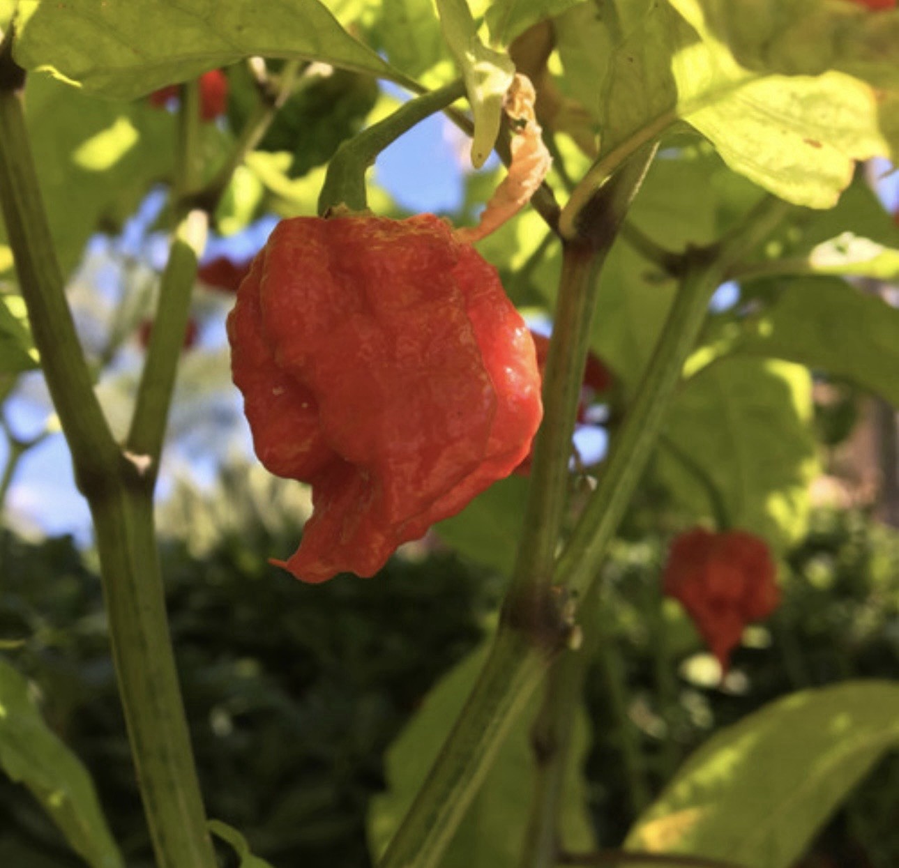 Hot!! 5 Komodo Dragon Pepper Plants!! Ready To Ship!!