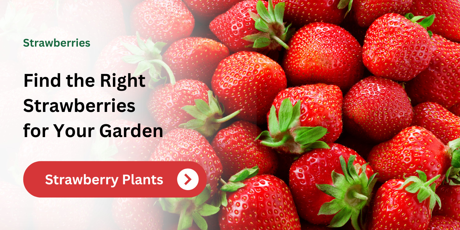 Ozark Beauty Everbearing – Strawberry Plants, 12 Bare Root Plants – TOP PRODUCER