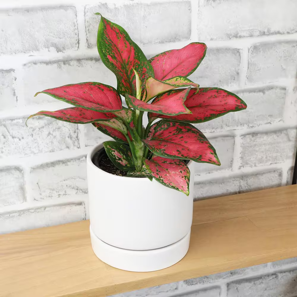 4.25 In. Pink Chinese Evergreen Aglaonema Beauty Live House Plant in Grower Pot