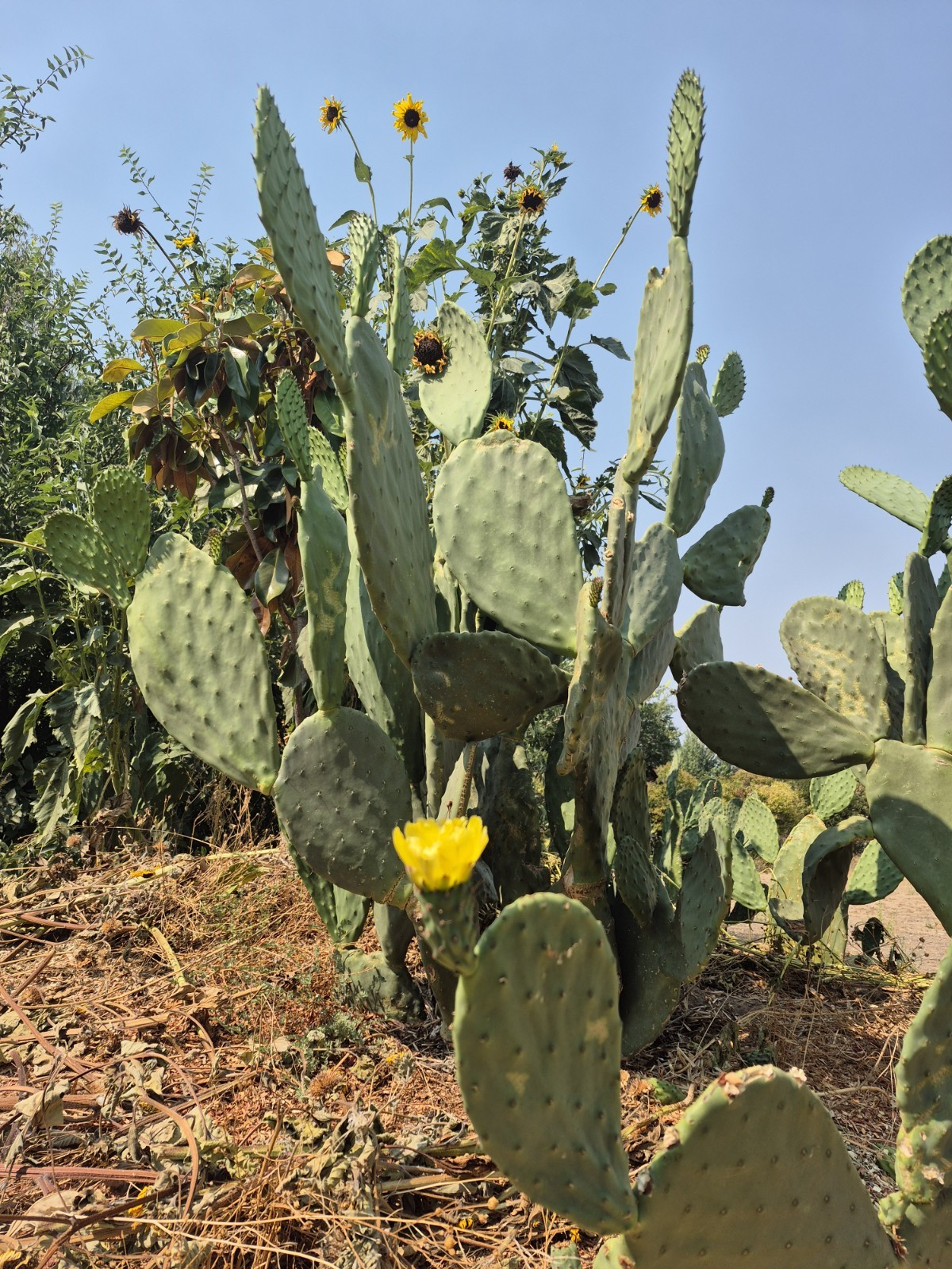 3 Pad Spineless Edible Nopales Prickly Pear Cactus Pads 3 Large Cuttings.