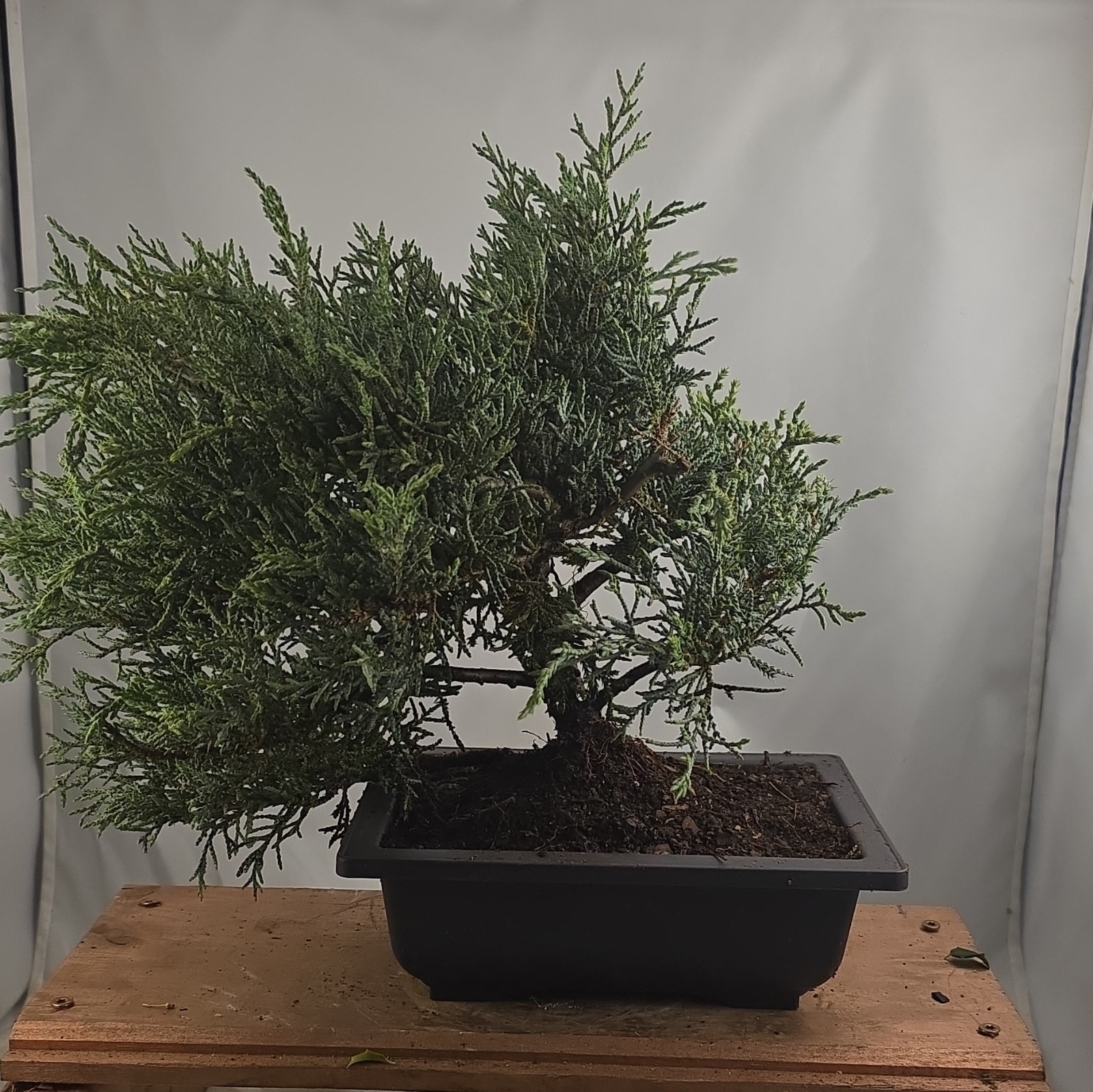 Angelica Blue Juniper Pre-Bonsai Live w/ Training Pot, Outdoor