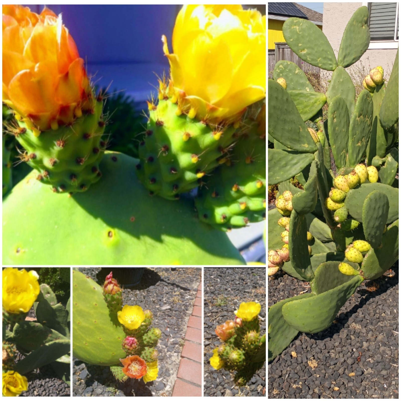 prickly pear cactus plant, grows orange pink and yellow blooms, Pears are edible