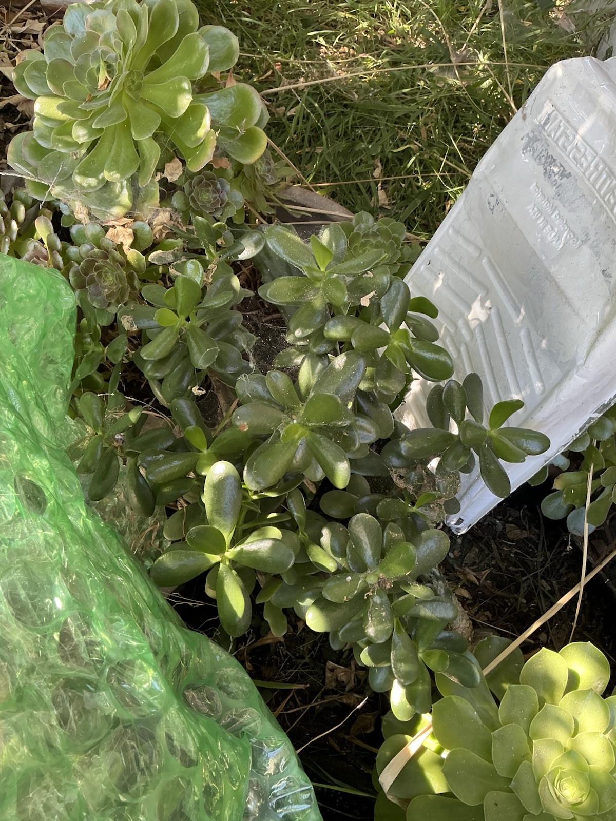 Healthy lush green Crassula Ovata Jade Plant cluster, Rooted 19” tall with roots