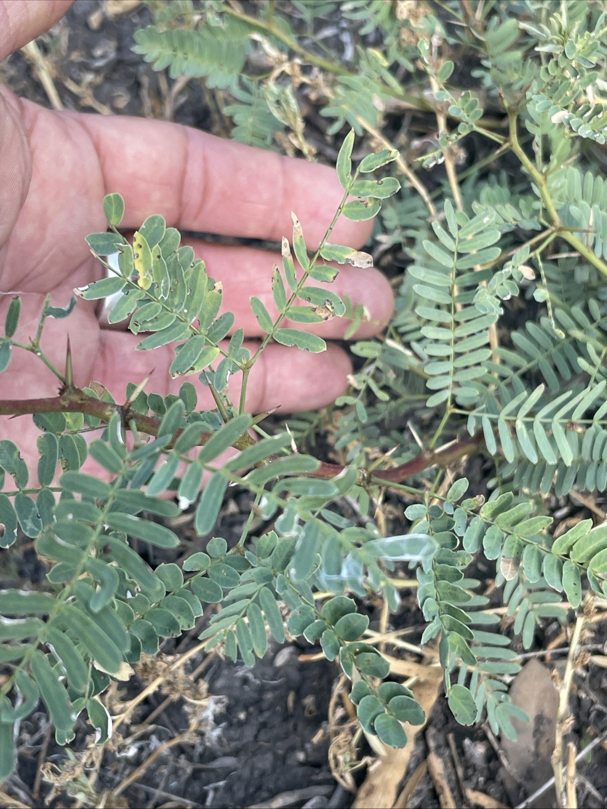 10 Honey Mesquite Seed Pods ( Prosopis glandulosa) Drought Tolerant Legume 2025