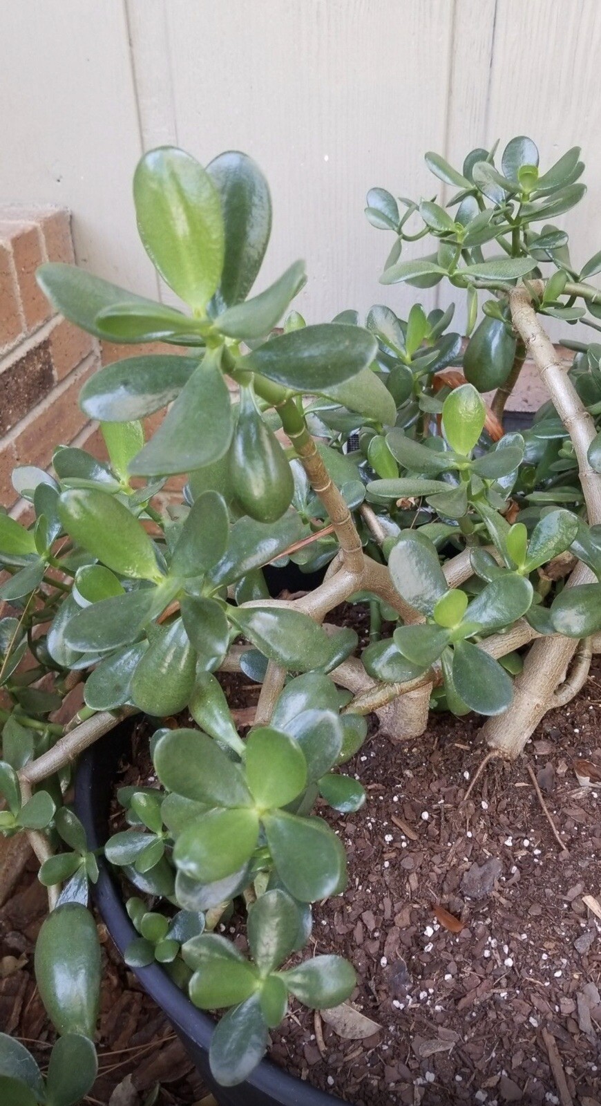Jade Plant Crassula Money Plant 5 Cuttings 3-5″ Live Succulent