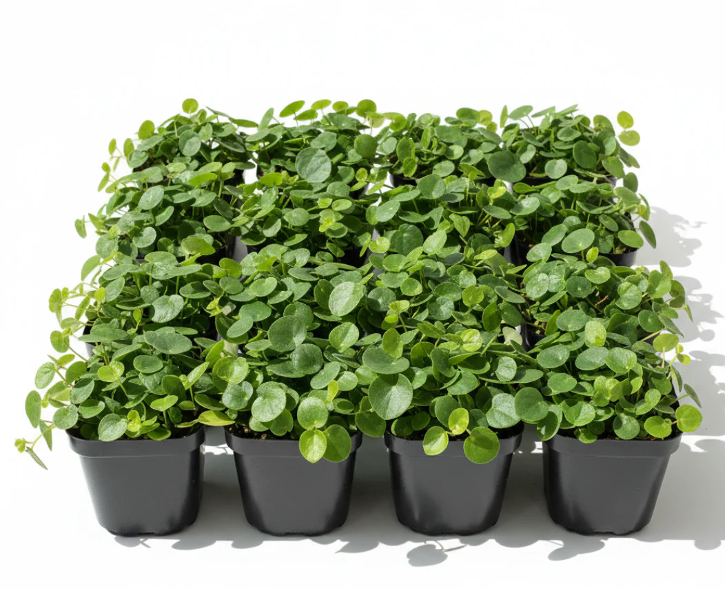 Dichondra Repens 6 Packs Of 2 Inches Pot Kidney Weed Live Plant Ground Cover Mr7