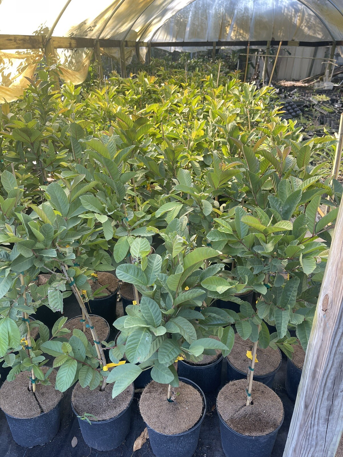 Kilo Thai Guava 3 gallon 3 feet tall.