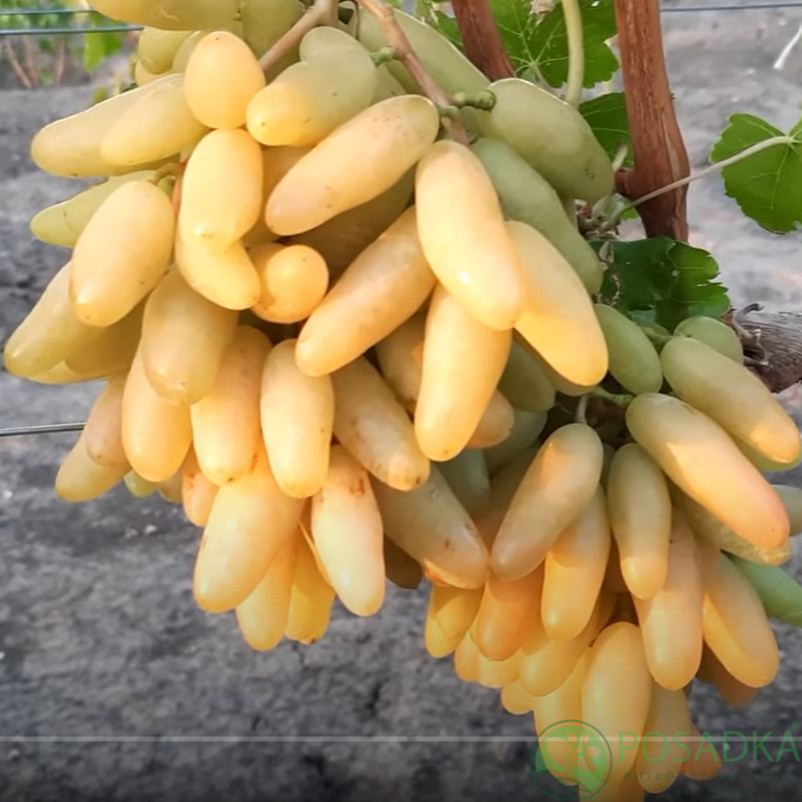 Bananchik pink grape- 2 cuttings ,imported/Ukraine- no roots- easy to root