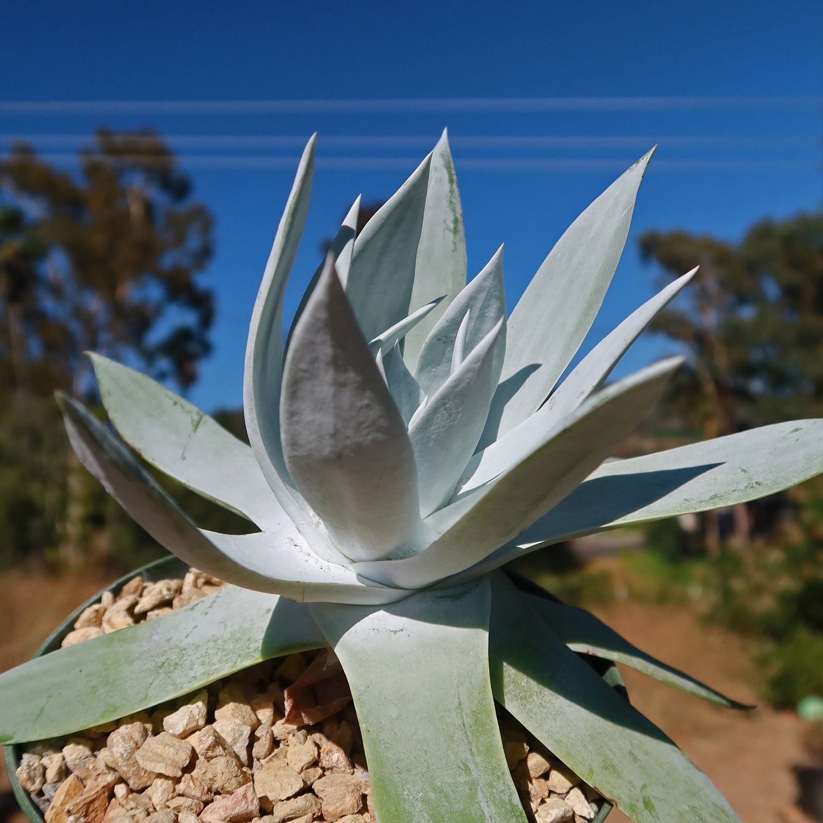 Giant Chalk Dudleya ‘Dudleya brittonii’ cactus Cacti Succulent real live plant