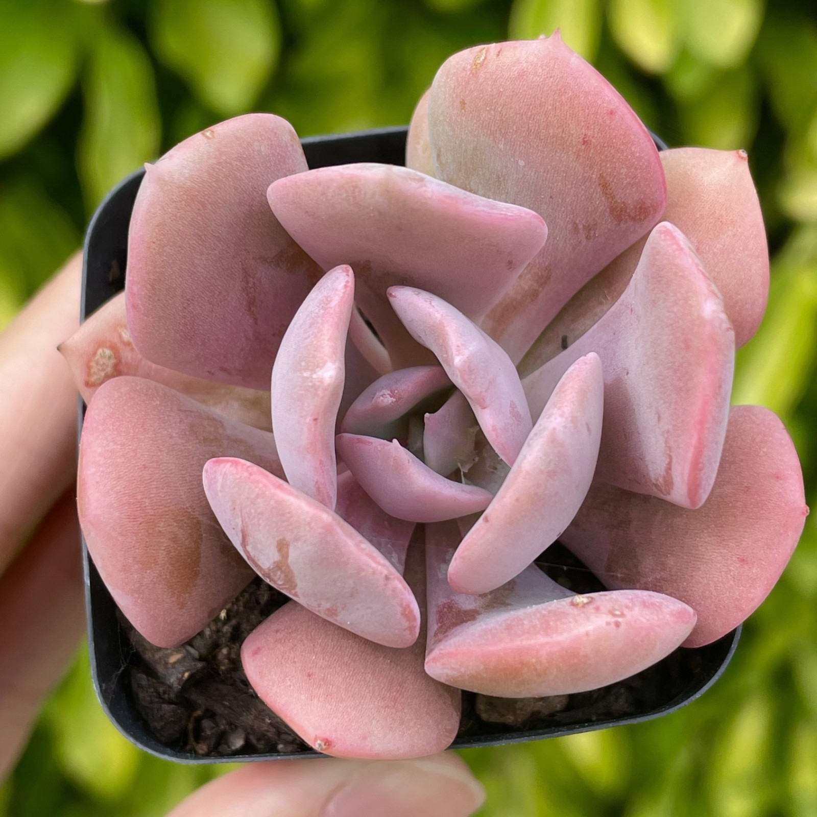 Rare Echeveria Succulent Misty Lilac Rooted Live Plant 1-2 Inch Baby Plant