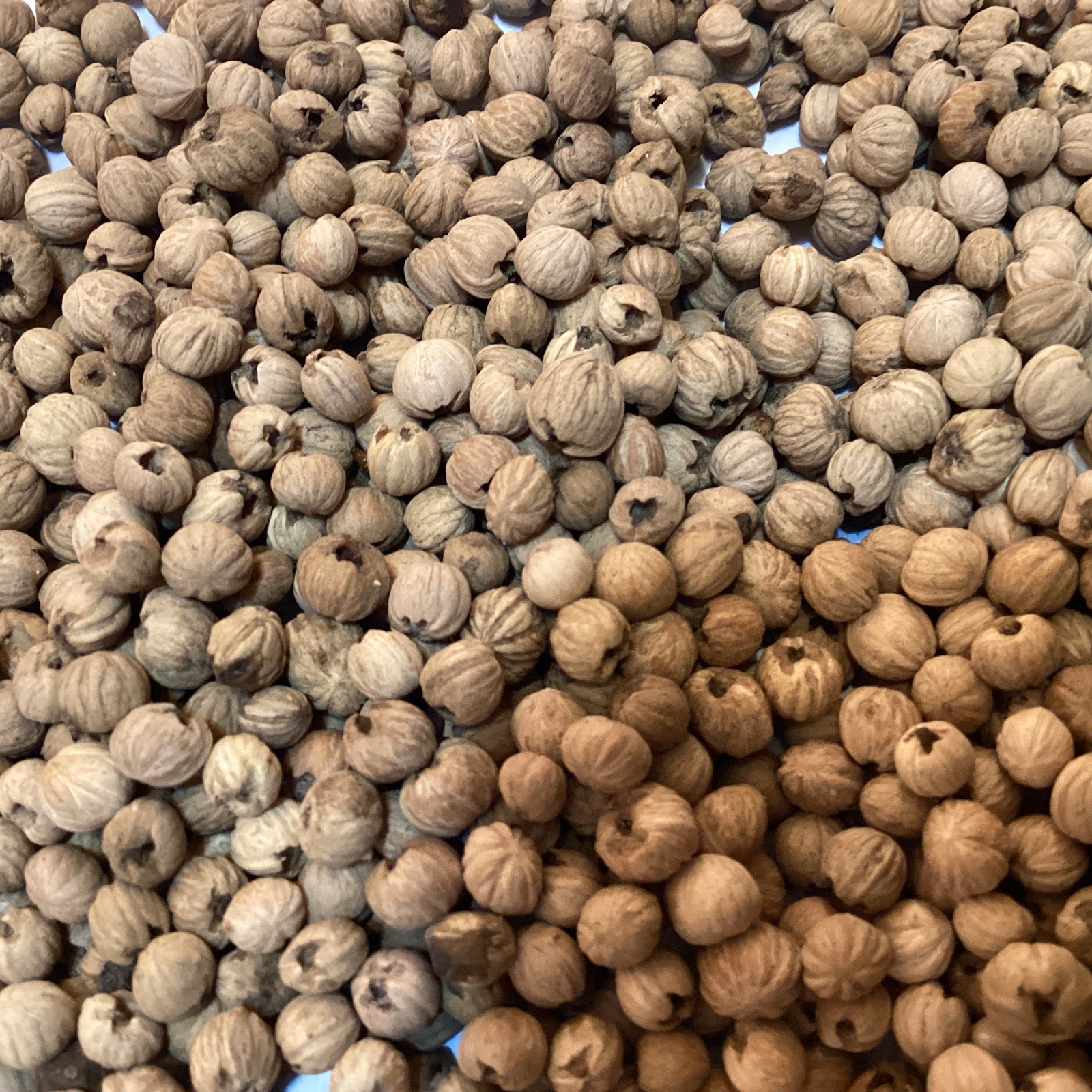 Giant Dogwood Tree Seeds (CORNUS CONTROVERSA)