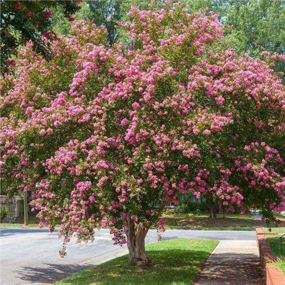 Caddo Crape Myrtle: Graceful, Weeping Elegance for Your Landscape